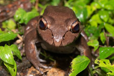 İnce parmaklı kurbağa (Leptodactylus baragei), leptodactylid kurbağası, Refugio de Vida Silvestre Cano Negro, Kosta Rika Vahşi Hayatı