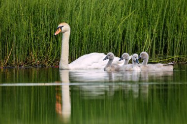 Vahşi kuş dilsiz kuğu (Kuğu rengi) ilkbaharda, Çek Cumhuriyeti 'nin Avrupa vahşi yaşamı yansıması ile gölette yüzer..