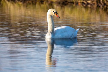 Tek başına kuğu, Kuğu, su üzerinde tek kuş, Çek Cumhuriyeti. Çek Cumhuriyeti Avrupa vahşi yaşamı..