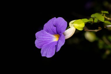 Thunbergia erecta, commonly known as the bush clock vine or king's mantle, is a vibrant, evergreen species of shrub in the family Acanthaceae. Liberia, Costa Rica clipart