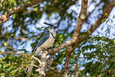 White-throated magpie-jay (Calocitta formosa) sitting on a tree, Rincon de la Vieja National Park, Parque Nacional Rincon de la Vieja, Guanacaste Province, Costa Rica clipart