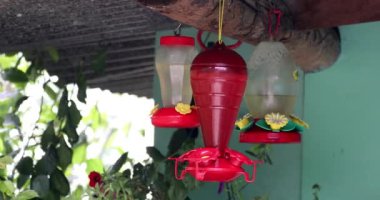 Mor başlı sinekkuşu (Klais guimeti) San Gerardo de Dota 'da kuş yemliği üzerine güzel bir kuş, vahşi yaşam ve Kosta Rika' da kuş gözlemi.