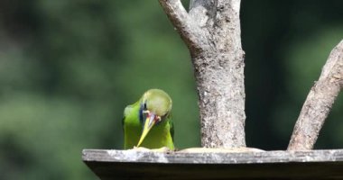 Güzel yeşil Toucan aile kuşu Emerald toucanet (Aulacorhynchus prasinus), küçük bir tukan. San Gerardo de Dota 'da güzel bir kuş, Kosta Rika' da vahşi yaşam ve kuş izleme..