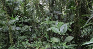 Yeşil yoğun tropikal yağmur ormanları. Sis ve alçak bulutlu dağ yağmur ormanları. Geleneksel Kosta Rika yeşilliği. Santa Elena, Kosta Rika