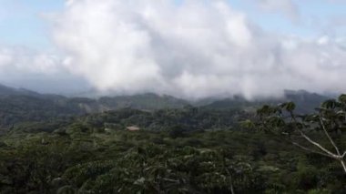 Yeşil yoğun tropikal yağmur ormanlarının zamanı. Sis ve alçak bulutlu dağ yağmur ormanları. Geleneksel Kosta Rika yeşilliği. Santa Elena Monteverde, Costa Rica