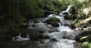 Rio Savegre adında küçük bir dağ nehri. Vahşi doğanın ve saf doğanın çarpıcı manzarası. San Gerardo de Dota, Kosta Rika.