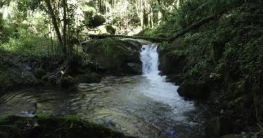 Rio Savegre adında küçük bir dağ nehri. Vahşi doğanın ve saf doğanın çarpıcı manzarası. San Gerardo de Dota, Kosta Rika.