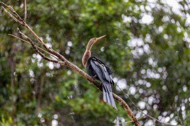 Tropikal kuş Yılan Kuşu, daha darter, Amerikan darter, veya su hindisi, (Anhinga anhinga). Refugio de Vida Silvestre Cano Negro, Vahşi Yaşam ve Kosta Rika 'da kuş izleme.