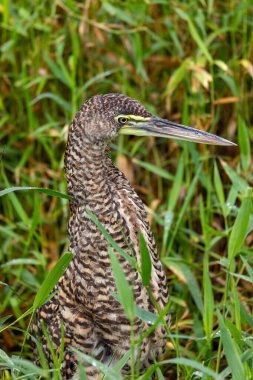 Bare-throated tiger heron (Tigrisoma mexicanum) is a wading bird of the heron family, Ardeidae. Refugio de Vida Silvestre Cano Negro, Wildlife and bird watching in Costa Rica. clipart