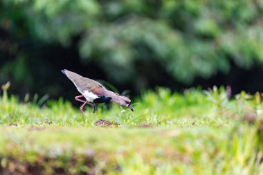 Southern Lapwing (Vanellus chilensis) - Known as quero-quero, wader bird in the order Charadriiformes. Refugio de Vida Silvestre Cano Negro, Wildlife and bird watching in Costa Rica. clipart