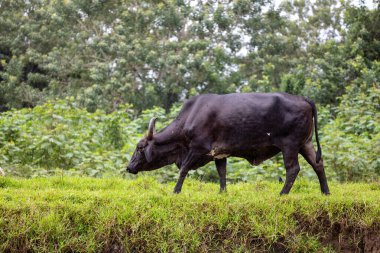 Amerikan Brahman bir zebuin-taurin-melez sığır türüdür. Refugio de Vida Silvestre Cano Zencisi