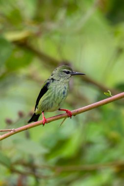 Kırmızı bacaklı bal sürüngeni (Cyanerpes siyaneus), Refugio de Vida Silvestre Cano Negro, Vahşi Yaşam ve Kosta Rika 'da kuş gözlemi.