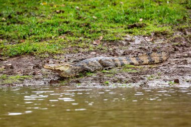 Benekli kayman (Caiman timsahı) ya da sıradan Caiman, Refugio de Vida Silvestre Cano Negro, Kosta Rika 'da bulunan timsah sürüngeni.