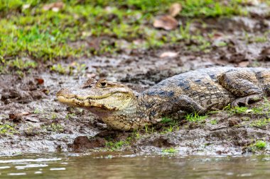 Benekli kayman (Caiman timsahı) ya da sıradan Caiman, Refugio de Vida Silvestre Cano Negro, Kosta Rika 'da bulunan timsah sürüngeni.