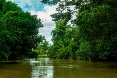 Rio Frio nehri kanalı, yağmur ormanlarının güzel manzarası, kano teknesinden POV manzarası. Refugio de Vida Silvestre Cano Negro, Kosta Rika doğası.