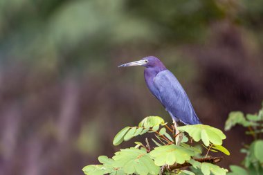 Küçük mavi balıkçıl (Egretta caerulea), Egretta, Refugio de Vida Silvestre Cano Negro, Vahşi Yaşam ve Kosta Rika 'da kuş gözlemciliği yapan balıkçıl..