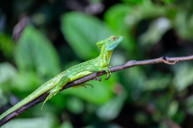 Plumed Green Basilisk 'in (Basiliscus plumifrons) dişisi, dal üzerinde oturmaktadır. Refugio de Vida Silvestre Cano Negro, Kosta Rika Vahşi Hayatı.
