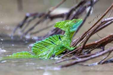 Plumed green basilisk (Basiliscus plumifrons), sitting on branch protruding from water, rainy tropical weather with raindrops in water. Refugio de Vida Silvestre Cano Negro, Costa Rica wildlife .