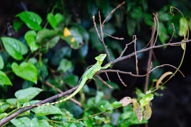 Plumed Green Basilisk 'in (Basiliscus plumifrons) dişisi, dal üzerinde oturmaktadır. Refugio de Vida Silvestre Cano Negro, Kosta Rika Vahşi Hayatı.