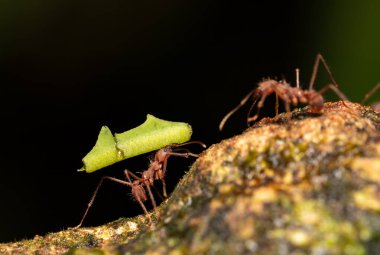 Leafcutter ant (Atta cephalotes) on branch, carrying green leaf. It cuts leaves and grows mushrooms in an anthill on them. La Fortuna Alajuela - Arenal, Costa Rica wildlife . clipart