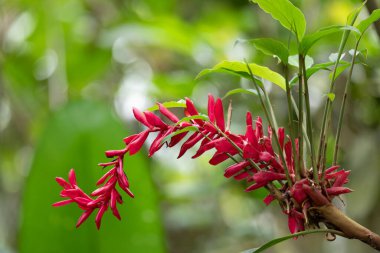 Alpinia purpurata çiçeği namı diğer kızıl kızıl, dekoratif bir bitki familyasından güzel bir çiçek yağmur ormanlarında yetişecek. La Fortuna Alajuela - Arenal, Kosta Rika vahşi doğası.