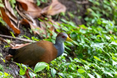 Gri inekli ahşap korkuluk (Aramides cajaneus), Rallidae familyasından bir kuş türü. La Fortuna, Volkan Arenal, Vahşi Yaşam ve Kosta Rika 'da kuş gözlemciliği.