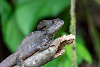 Genel basilisk (Basiliscus basiliscus), Corytophanidae familyasından bir kertenkele türüdür. La Fortuna Alajuela - Arenal, Kosta Rika Vahşi Hayatı.