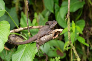 The common basilisk (Basiliscus basiliscus), species of lizard in the family Corytophanidae. La Fortuna Alajuela - Arenal, Costa Rica wildlife. clipart