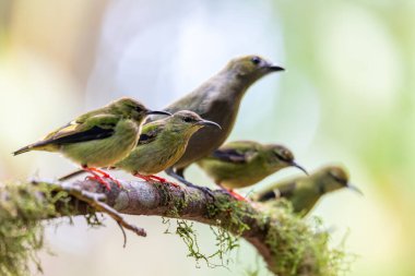 Kırmızı bacaklı bal sürüngeni (Cyanerpes siyaneus), tanager familyasından küçük ötücü kuş türü (Thraupidae), La Fortuna, Volcano Arenal, Kosta Rika 'da vahşi yaşam ve kuş gözlemcisi..