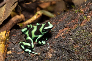 Yeşil ve siyah zehirli ok kurbağası (Dendrobates auratus), yeşil ve siyah zehirli ok kurbağası ve yeşil zehirli kurbağa, La Fortuna Alajuela - Arenal, Kosta Rika yaban hayatı.