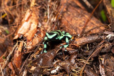 Yeşil ve siyah zehirli ok kurbağası (Dendrobates auratus), yeşil ve siyah zehirli ok kurbağası ve yeşil zehirli kurbağa, La Fortuna Alajuela - Arenal, Kosta Rika yaban hayatı.