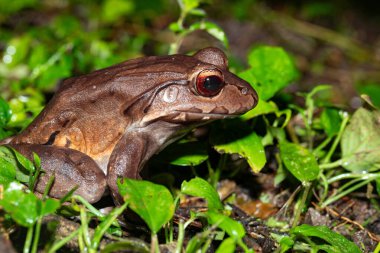 Savages thin-toed frog (Leptodactylus savagei), thin-toed frog species of leptodactylid frog, Refugio de Vida Silvestre Cano Negro, Costa Rica Wildlife clipart