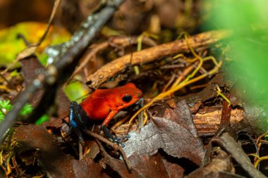 Çilek zehirli dart kurbağası (Oophaga pumilio, eski adıyla Dendrobates pumilio), Orta Amerika 'da bulunan küçük zehirli ok kurbağası türüdür. La Fortuna, Kosta Rika Vahşi Hayatı