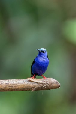 Male of Red-legged honeycreeper (Cyanerpes cyaneus), small songbird species in the tanager family (Thraupidae), La Fortuna, Volcano Arenal, Wildlife and birdwatching in Costa Rica. clipart