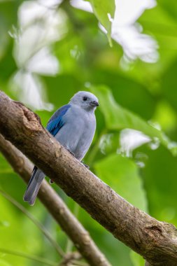 Mavi-gri tanager (Thraupis piskopos), orta büyüklükte bir Güney Amerika ötücü kuşudur. La Fortuna, Volkan Arenal, Vahşi Yaşam ve Kosta Rika 'da kuş gözlemciliği.