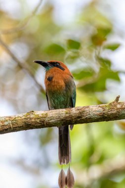 Geniş gagalı motmot (Elektron platyrhynchum), Momotidae familyasının oldukça yaygın Orta ve Güney Amerika kuşudur..
