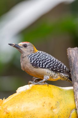 Hoffmann ağaçkakanı (