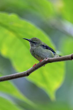 Kırmızı bacaklı bal sürüngeni (Cyanerpes siyaneus), tanager familyasından küçük ötücü kuş türü (Thraupidae), La Fortuna, Volcano Arenal, Kosta Rika 'da vahşi yaşam ve kuş gözlemcisi..