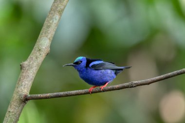 Red-legged honeycreeper (Cyanerpes cyaneus), La Fortuna, Volcano Arenal, Wildlife and birdwatching in Costa Rica. clipart