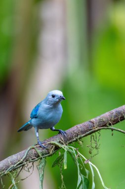 Mavi-gri tanager (Thraupis piskopos), orta büyüklükte bir Güney Amerika ötücü kuşudur. La Fortuna, Volkan Arenal, Vahşi Yaşam ve Kosta Rika 'da kuş gözlemciliği.