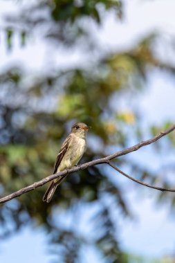 Eastern wood pewee (Contopus virens) is a small bird tyrant flycatcher from North America, Ecoparque Sabana, Cundinamarca department. Wildlife and birdwatching in Colombia clipart