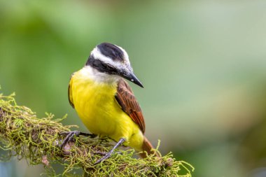 Büyük kiskadee (Pitangus sulphuratus), Tyrannidae familyasından bir kuş türü. La Fortuna Alajuela, Vahşi Yaşam ve Kosta Rika 'da kuş izleme.