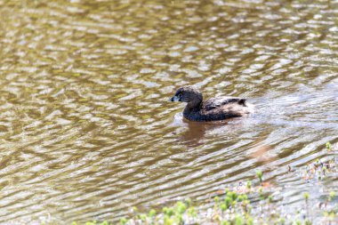 Pied-billed grebe (Podilymbus podiceps), species of the grebe family of water birds found in ponds. Ecoparque Sabana, Cundinamarca department. Wildlife and birdwatching in Colombia clipart