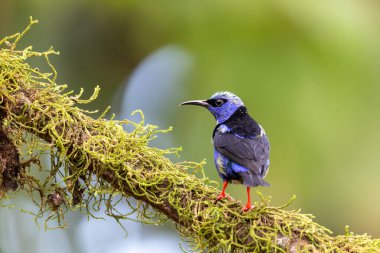 Kosta Rika 'da kırmızı bacaklı bal sürüngeni (Cyanerpes cyaneus), La Fortuna, Volcano Arenal, Vahşi Yaşam ve kuş gözlemciliği.