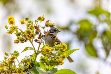 Bird Rufous-collared sparrow or Andean sparrow (Zonotrichia capensis), American sparrow in wide range of habitats. Ecoparque Sabana, Cundinamarca department. Wildlife and birdwatching in Colombia clipart