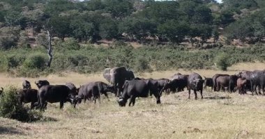 Majestik Afrika fili (Loxodonta africana), Botswana 'daki Chobe Ulusal Parkı' nda Afrika Bufalosu (Syncerus caffer) büyüklüğünde kuleler. Afrika vahşi yaşamı.