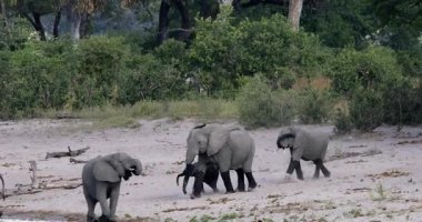 Afrika savana fillerinin (Loxodonta africana) görkemli sürüsü Namibya 'daki Bwabwata Ulusal Parkı' ndaki su birikintisinde toplanıyor. Korunan vahşi doğada nesli tükenmekte olan dolgun derililer. Afrika vahşi yaşamı.