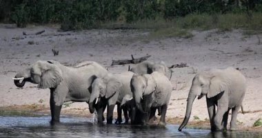 Afrika savana fillerinin (Loxodonta africana) görkemli sürüsü Namibya 'daki Bwabwata Ulusal Parkı' ndaki su birikintisinde toplanıyor. Korunan vahşi doğada nesli tükenmekte olan dolgun derililer. Afrika vahşi yaşamı.