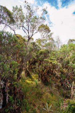 Paramo Doğal Rezervi, Guasca. And Ormanı 'nın yüksek kesimlerinde koruma. Andes Dağı, Güney Amerika. Gözlüklü Ayı Rehabilitasyon Merkezi (Tremarctos ornatus). Kolombiya vahşi doğası.
