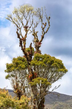 Paramo Doğal Rezervi, Guasca. And Ormanı 'nın yüksek kesimlerinde koruma. Andes Dağı, Güney Amerika. Gözlüklü Ayı Rehabilitasyon Merkezi (Tremarctos ornatus). Kolombiya vahşi doğası.